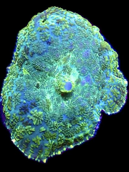 WYSIWYG 34A Emerald / Blue Rhodactis Mushroom