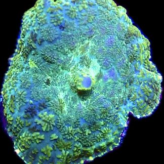 Emerald / Blue Rhodactis Mushroom Coral Single Leaf
