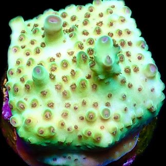 WYSIWYG 14F Acropora Granulosa Frag