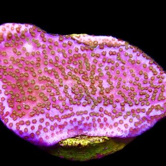 WYSIWYG 23A Pokerstar Montipora Frag Large