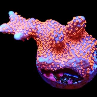 WYSIWYG 22B Bubblegum Montipora
