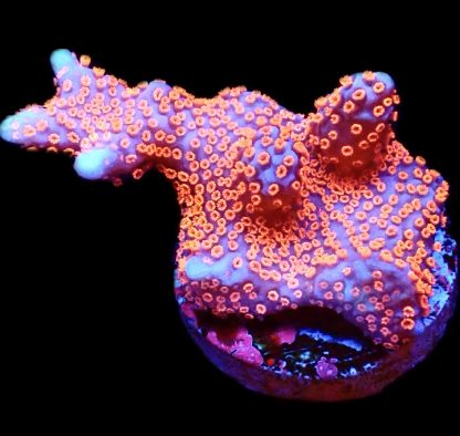 WYSIWYG 22B Bubblegum Montipora