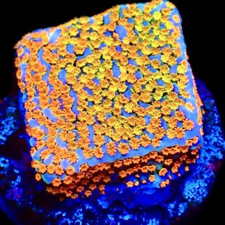 WYSIWYG 22J Rainbow Montipora