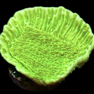 WYSIWYG 13D Toxic Lime Plating Montipora Frag
