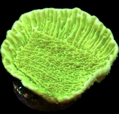 WYSIWYG 13D Toxic Lime Plating Montipora Frag