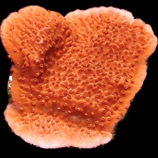 WYSIWYG 13C Orange Plating Montipora Frag
