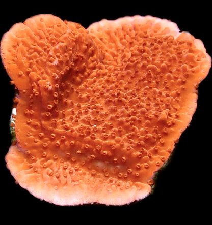 WYSIWYG 13C Orange Plating Montipora Frag