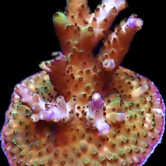 WYSIWYG 14D M.O.C Acropora Frag Large