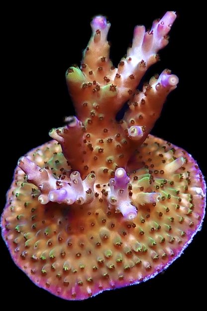 WYSIWYG 14D M.O.C Acropora Frag Large