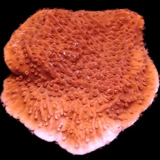 WYSIWYG 16A Orange Plating Montipora Frag