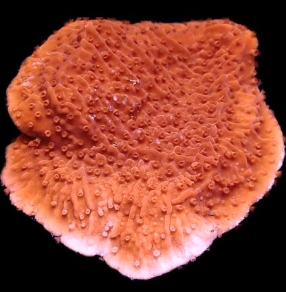WYSIWYG 16A Orange Plating Montipora Frag