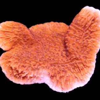 WYSIWYG 16B Orange Plating Montipora Frag