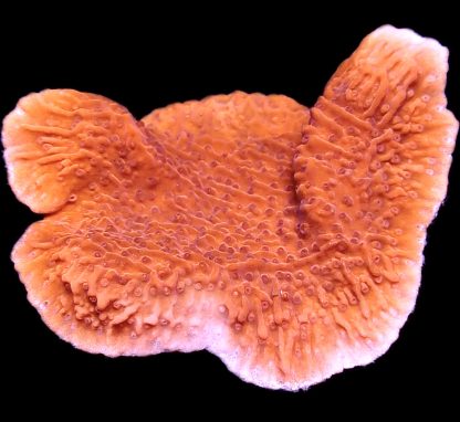 WYSIWYG 16B Orange Plating Montipora Frag