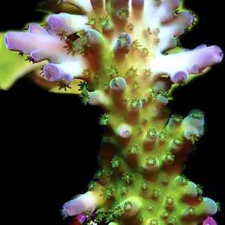WYSIWYG 9J Violet Venom Acropora Frag Large