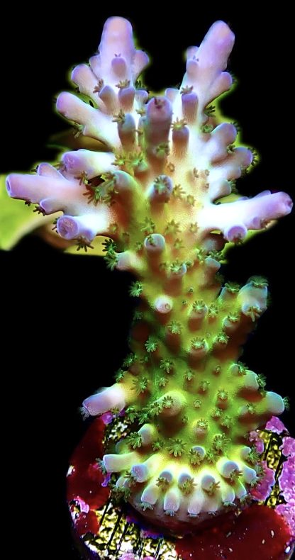 WYSIWYG 9J Violet Venom Acropora Frag Large