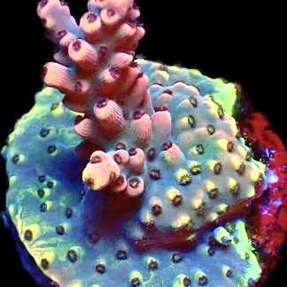 WYSIWYG 9E Bali Shortcake Acropora Frag