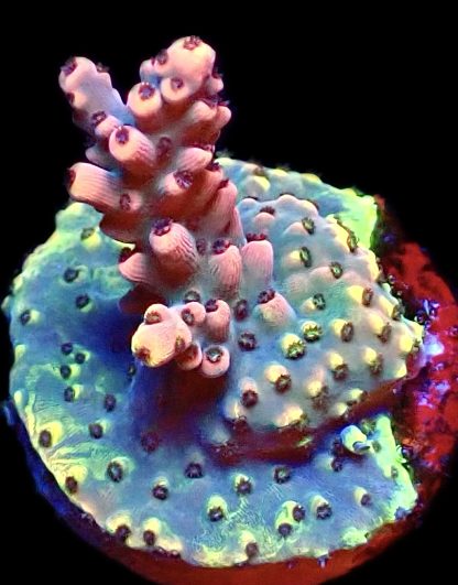 WYSIWYG 9E Bali Shortcake Acropora Frag