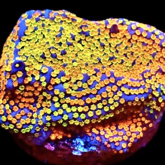 WYSIWYG 16D Rainbow Montipora Frag