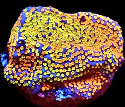 WYSIWYG 16D Rainbow Montipora Frag