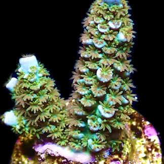WYSIWYG 14J Blue Azure Acropora Tenius