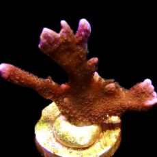 WYSIWYG 17i Purple Montipora Digital Large