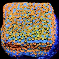 WYSIWYG 10D Rainbow Montipora Frag