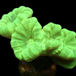 WYSIWYG 31G Neon Green Super Fluorescent Candy Cane
