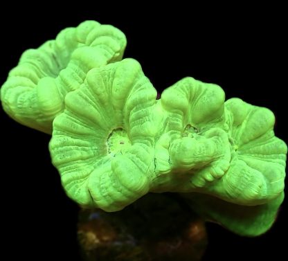 WYSIWYG 31G Neon Green Super Fluorescent Candy Cane