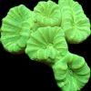 WYSIWYG 31A Neon Green Super Fluorescent Candy Cane