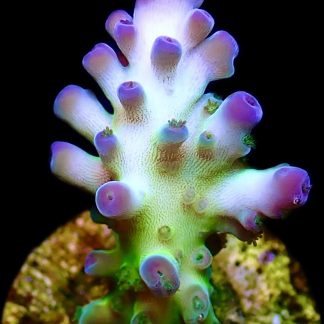 WYSIWYG 18C Violet Venom Acropora Frag
