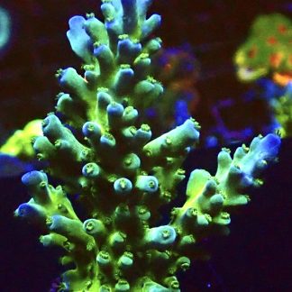 WYSIWYG 21J Violet Venom Acropora Frag Extra Large