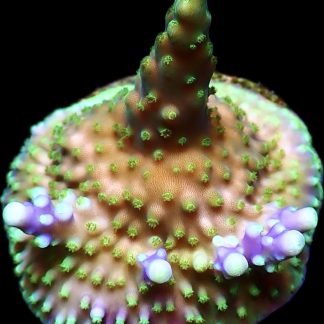 WYSIWYG 17G Purple Monster Acropora Frag