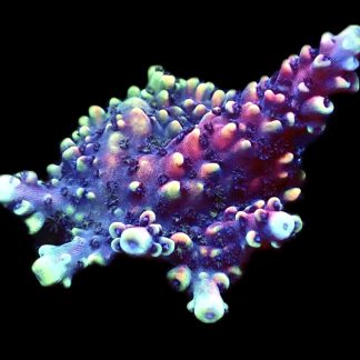 WYSIWYG 20F Pink Cadillac Acropora Large