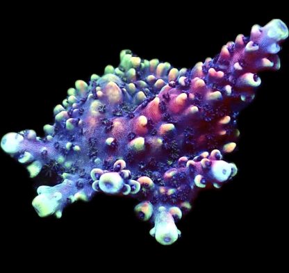 WYSIWYG 20F Pink Cadillac Acropora Large