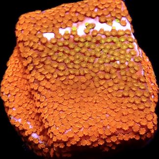 WYSIWYG 11B Rainbow Montipora