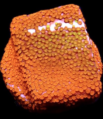 WYSIWYG 11B Rainbow Montipora