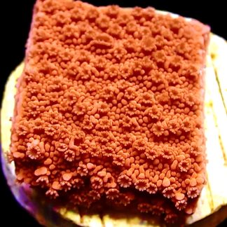 WYSIWYG 16D M.O.C. Sherbet Fizz Montipora Frag