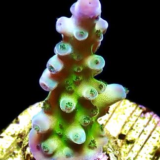 WYSIWYG 13H Violet Venom Acropora Frag