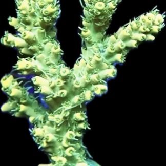 WYSIWYG 18i Hairy Acropora Selago Extra Large