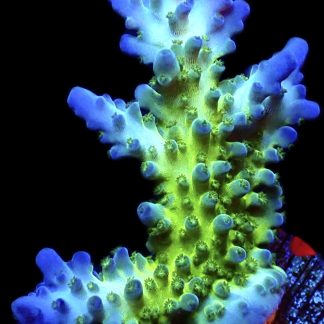 WYSIWYG 17F Violet Venom Acropora Large Frag