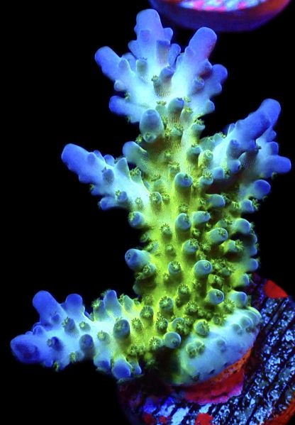 WYSIWYG 17F Violet Venom Acropora Large Frag