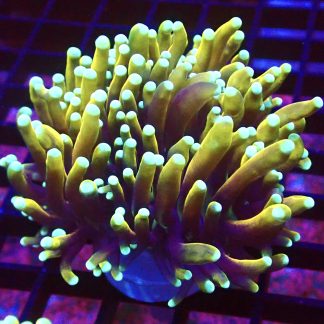 WYSIWYG Banana Boom Torch Euphyllia Large Single Head T2