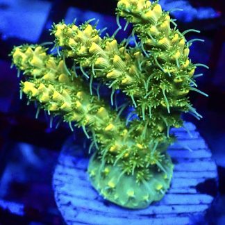 WYSIWYG 11G Hairy Acropora Selago