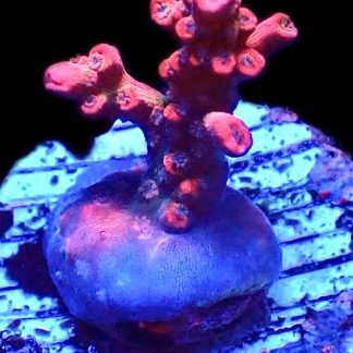 WYSIWYG 8F Little Red Riding Hood Acropora Frag