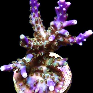 WYSIWYG 10H Magic Magenta Acropora Frag Extra Large