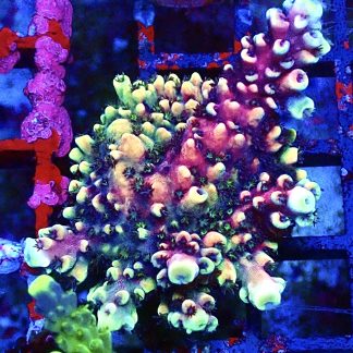 WYSIWYG 20F Pink Cadillac Acropora Large