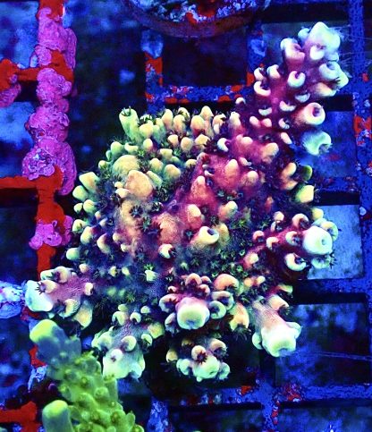 WYSIWYG 20F Pink Cadillac Acropora Large