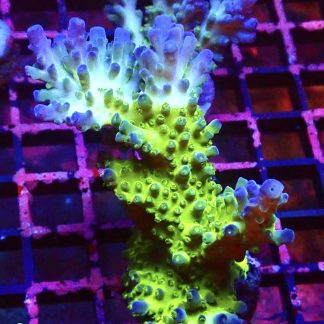 WYSIWYG L1 Ice Cap Staghorn Acropora Colony