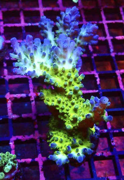 WYSIWYG L1 Ice Cap Staghorn Acropora Colony
