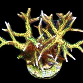 WYSIWYG 19K Limeberry Hysterix Extra Large